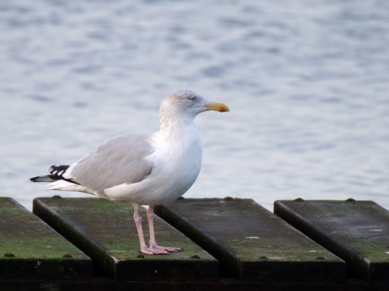 Herring Gull - Gull, Herring