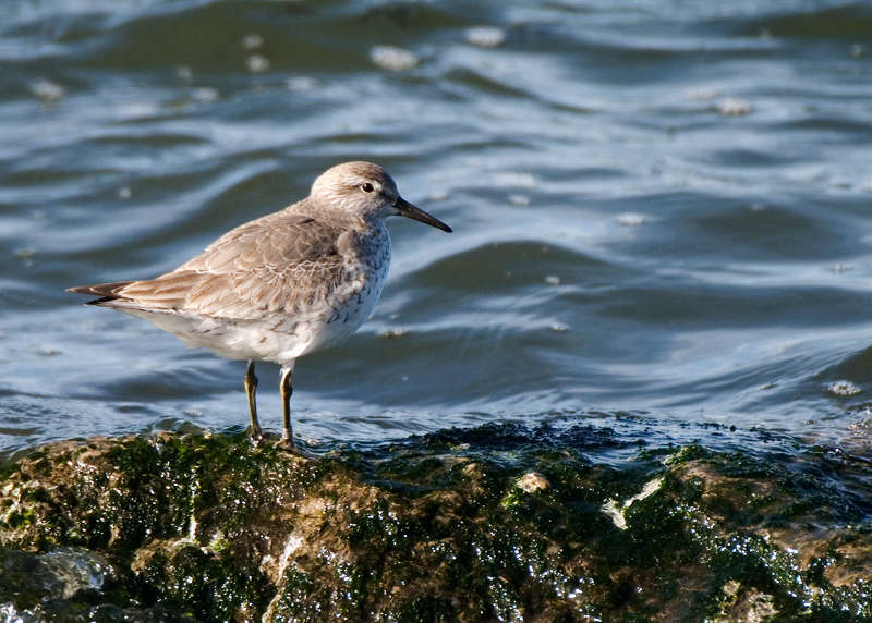 Dunlin - Dunlin