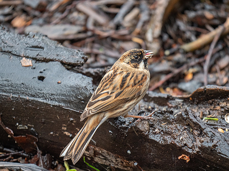 Reed Bunting - Lowland & Farmland