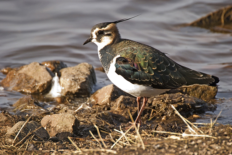Lapwing - Coastal & Wetland