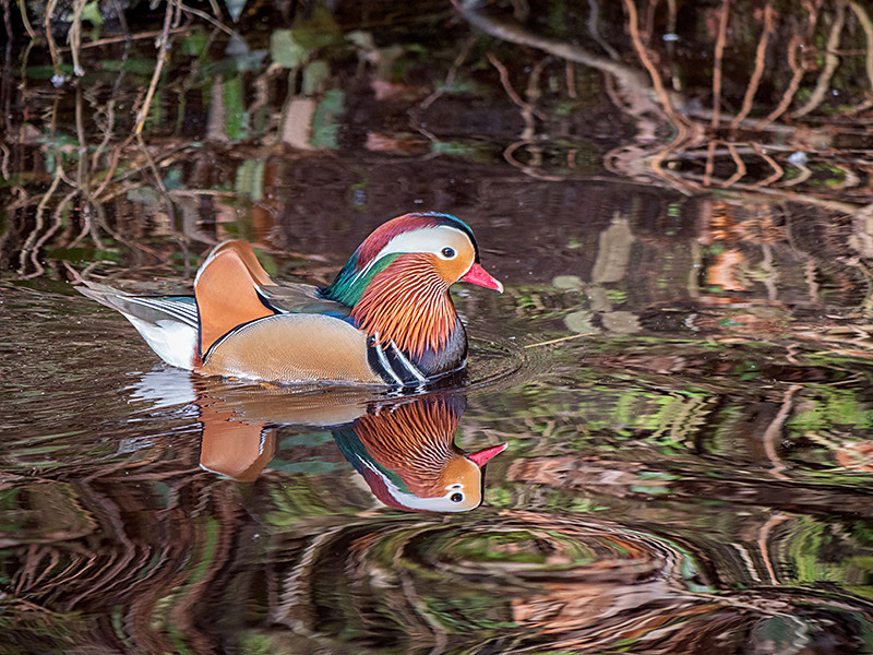 Mandarin Duck - Freshwater