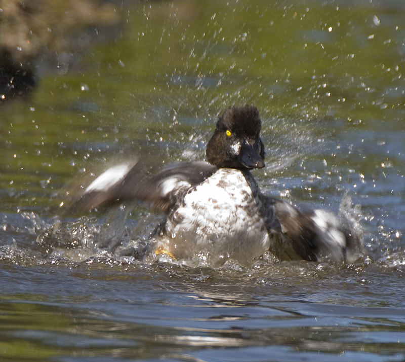 Goldeneye - Goldeneye