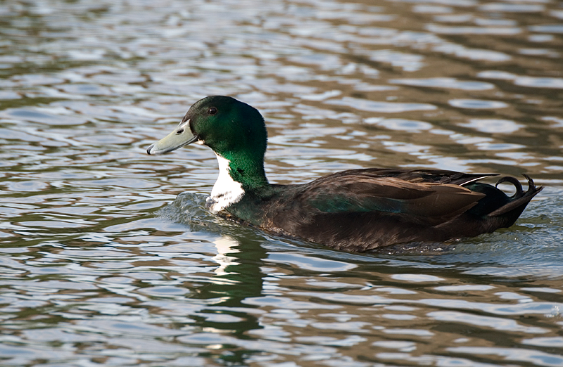 Indian Runner Duck - Duck, Indian Runner