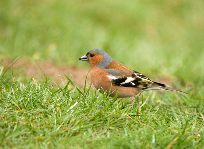 Chaffinch - Chaffinch