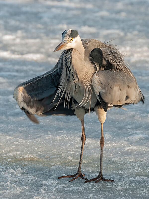  - Winter Grey Herons
