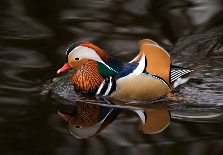 Mandarin Duck - Duck, Mandarin