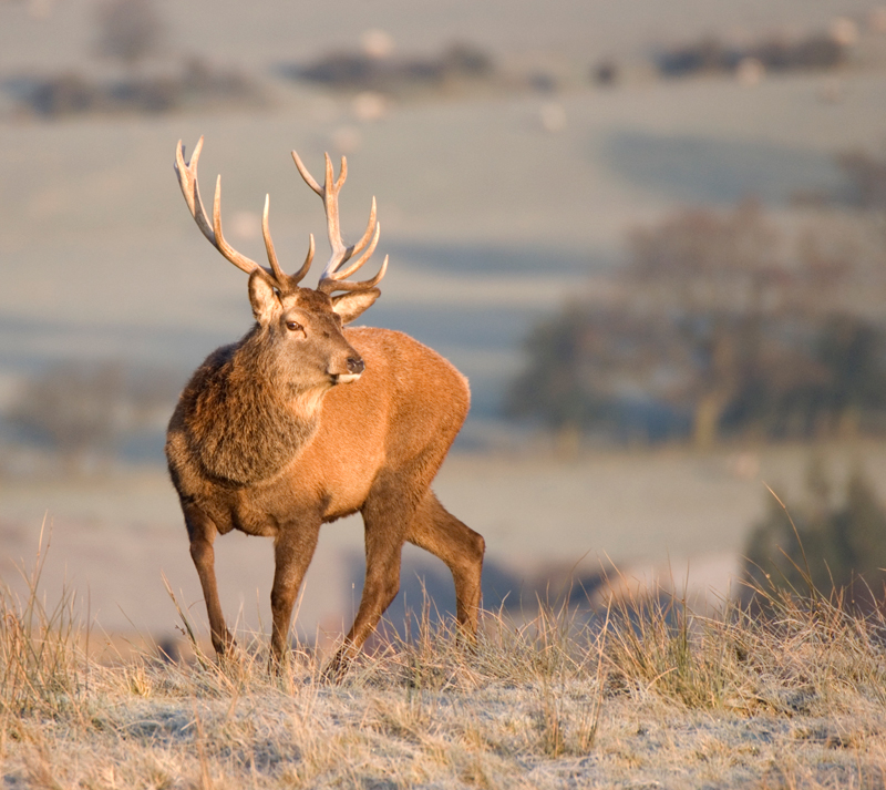 Red Deer Stag - Red Deer