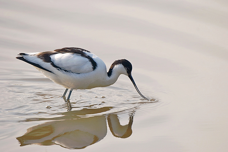 Avocet - Coastal & Wetland