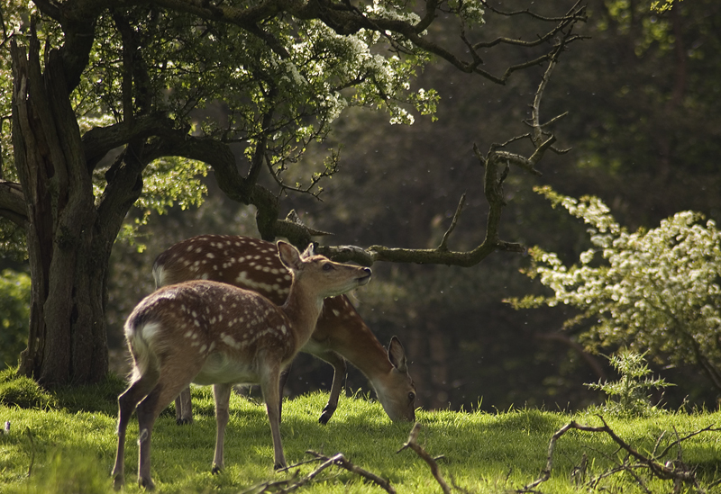 Fallow Deer - Woodland