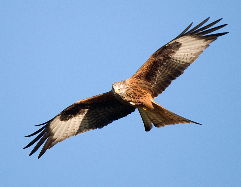 Red Kite - Red Kite