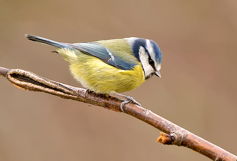 Blue Tit - Woodland
