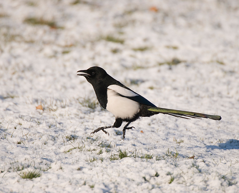 Magpie - Lowland & Farmland
