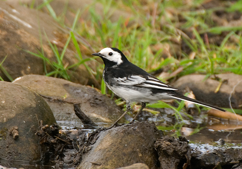 Pied Wagtail - Wagtail, Pied