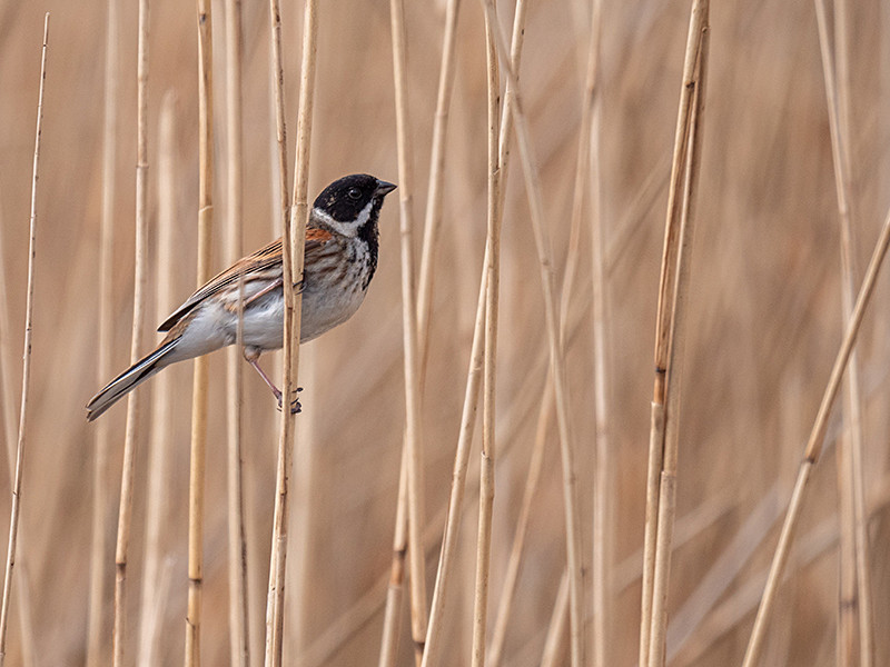  - Coastal & Wetland
