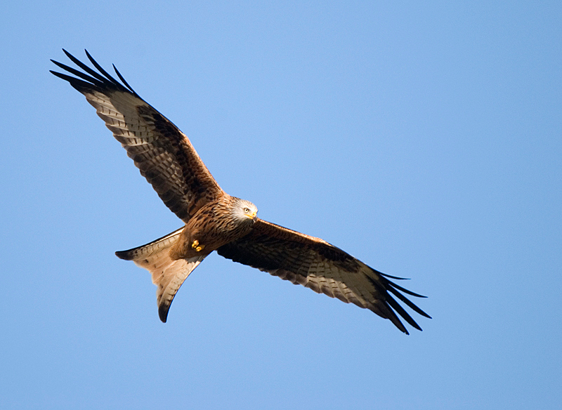 Red Kite - Red Kite