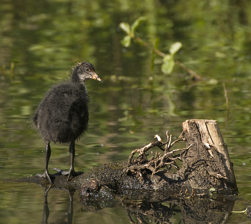 Coot (Juvenile) - Coot