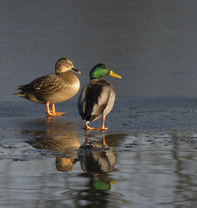 Mallards - Mallard