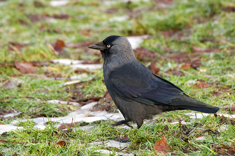 Jackdaw - Jackdaw