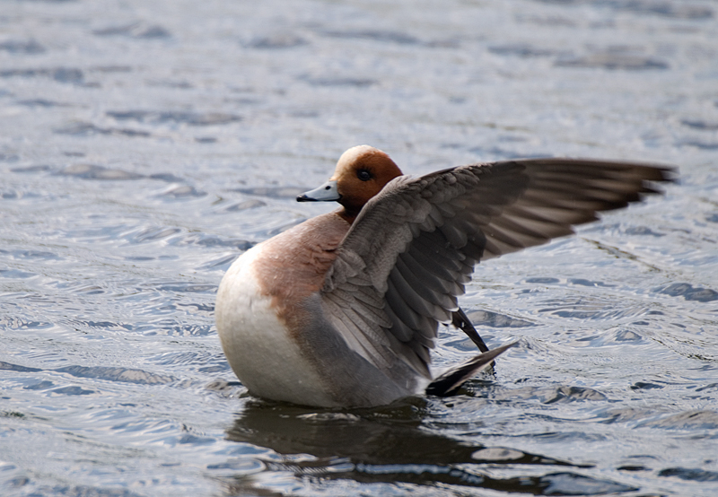 Wigeon - Wigeon