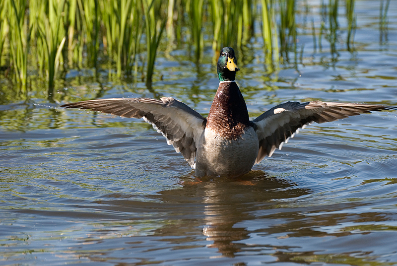 Mallard - Mallard