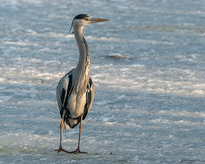  - Winter Grey Herons