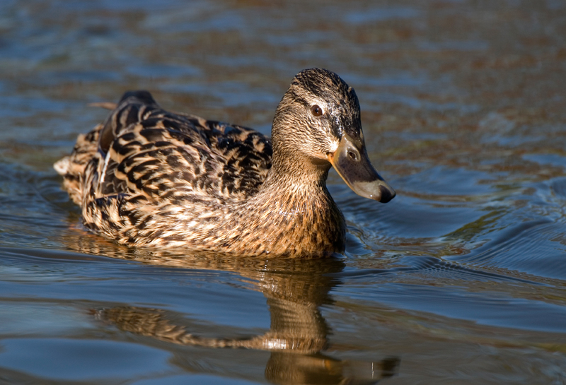 Mallard - Mallard
