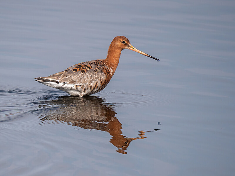  - Coastal & Wetland