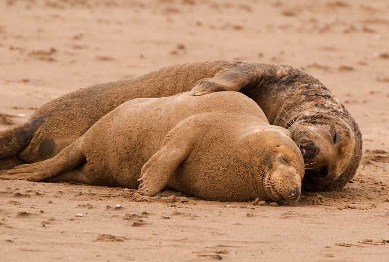 Grey Seals - Grey Seals