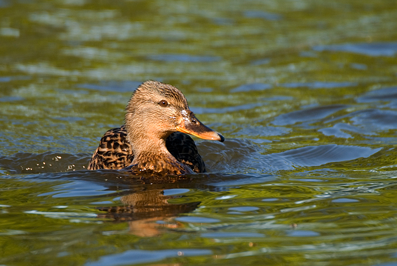 Mallard - Mallard