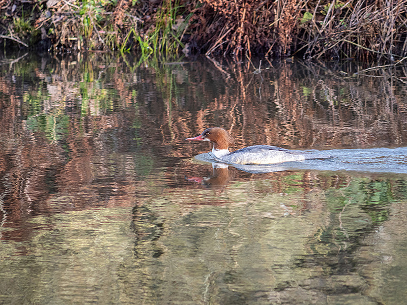 Goosander - Freshwater