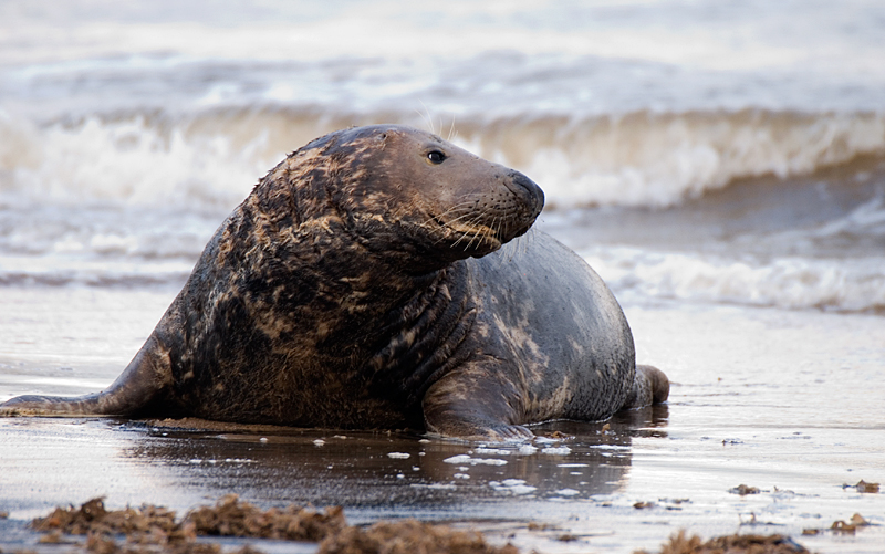 Grey Seal - Grey Seals