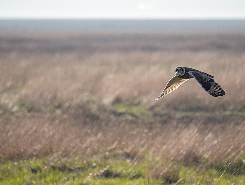 Short-eared Owl - Coastal & Wetland