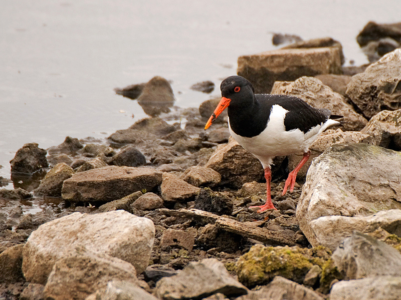 Oystercatcher - Coastal & Wetland