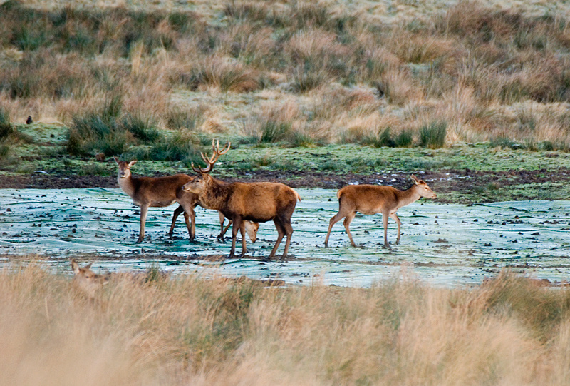 Red Deer - Upland & Mountain