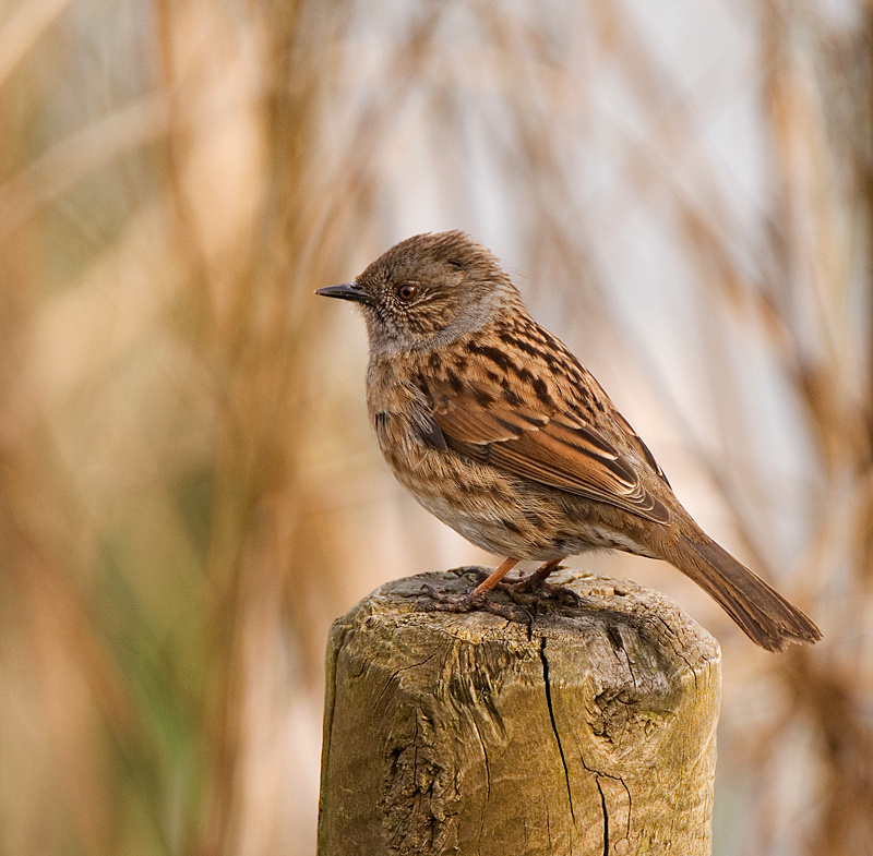 Dunnock - Lowland & Farmland