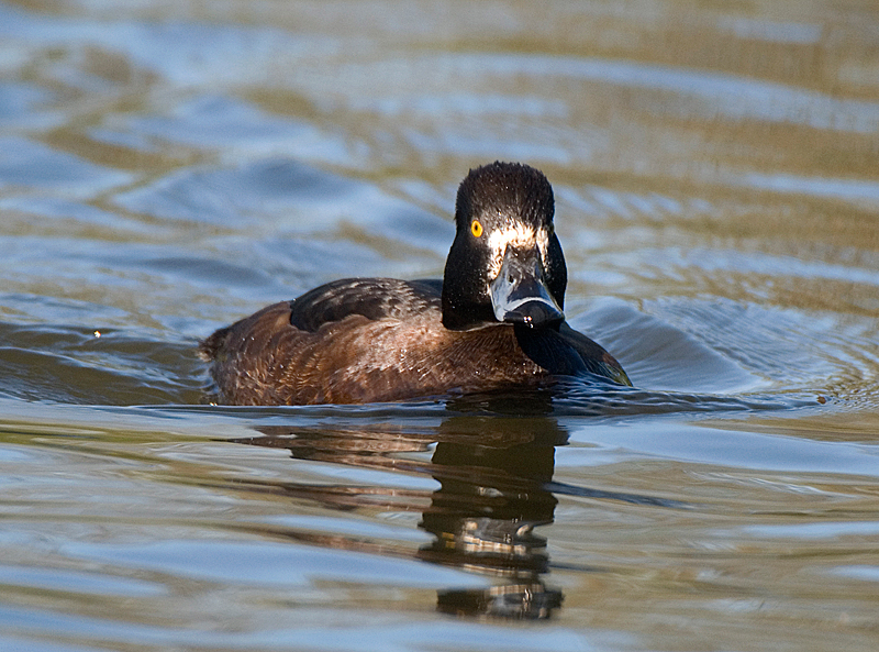 Tufted Duck - Duck, Tufted