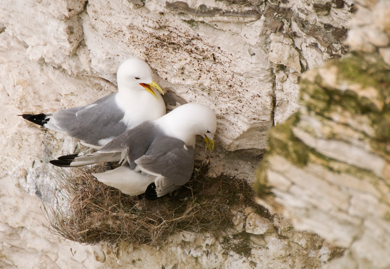 Kittiwake - Coastal & Wetland