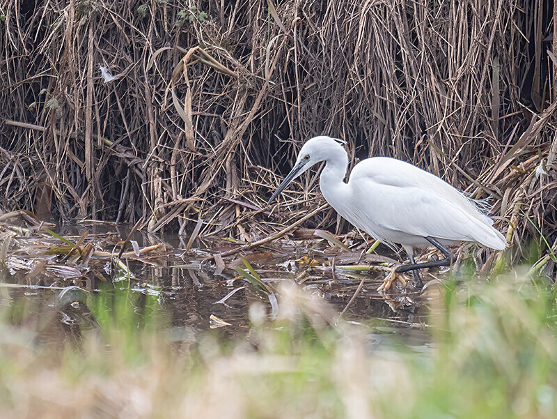  - Coastal & Wetland