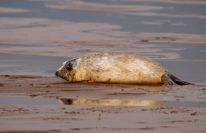 Grey Seal Pup - Grey Seals