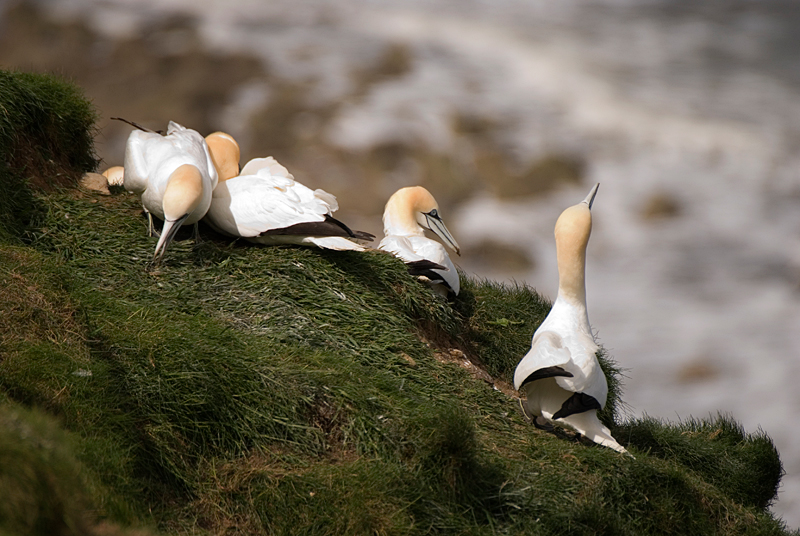Gannet - Coastal & Wetland