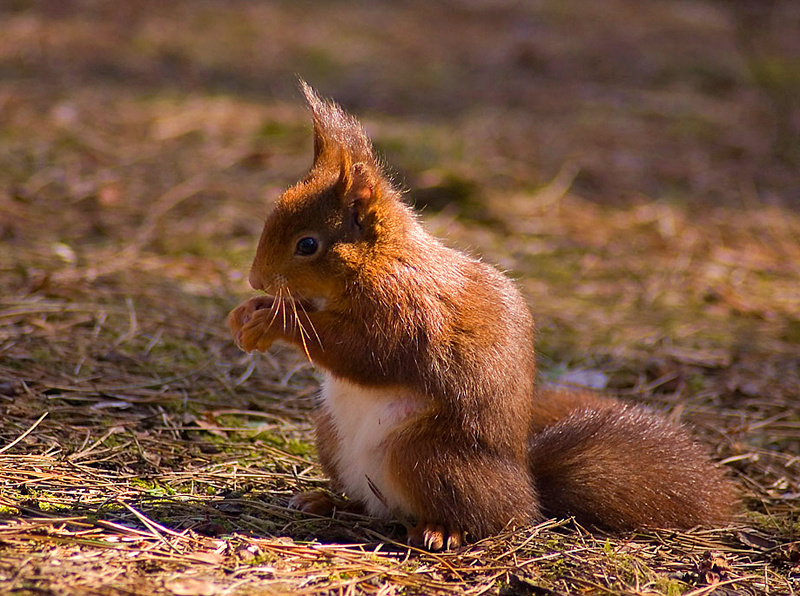 Red Squirrel - Woodland