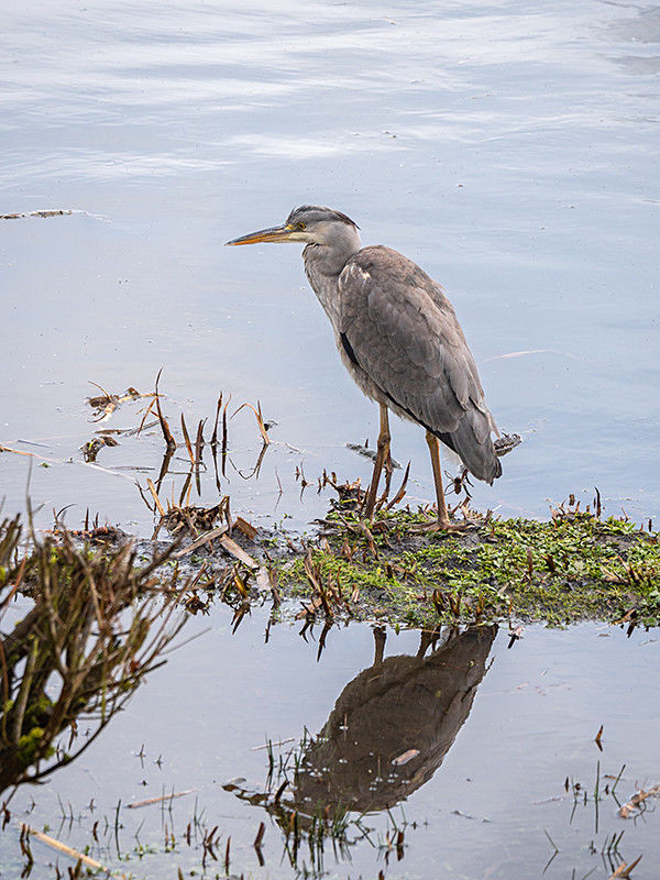 Grey Heron - Coastal & Wetland