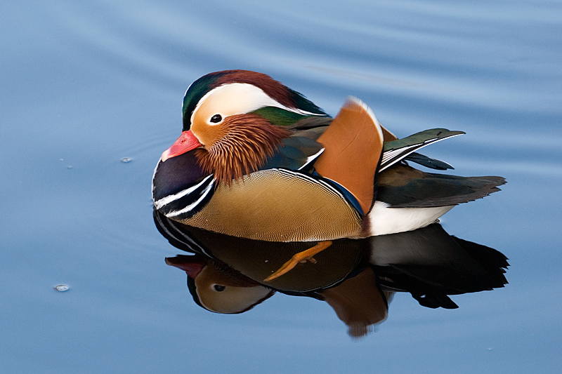 Mandarin Duck - Freshwater
