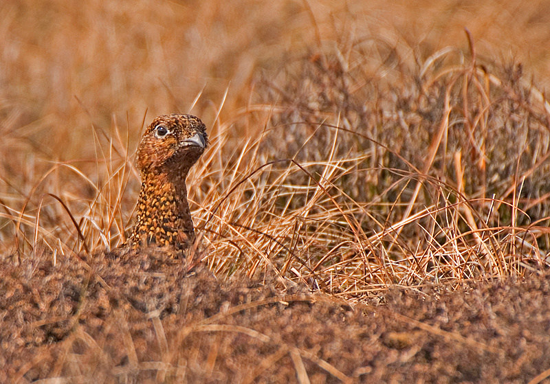 Red Grouse - Red Grouse