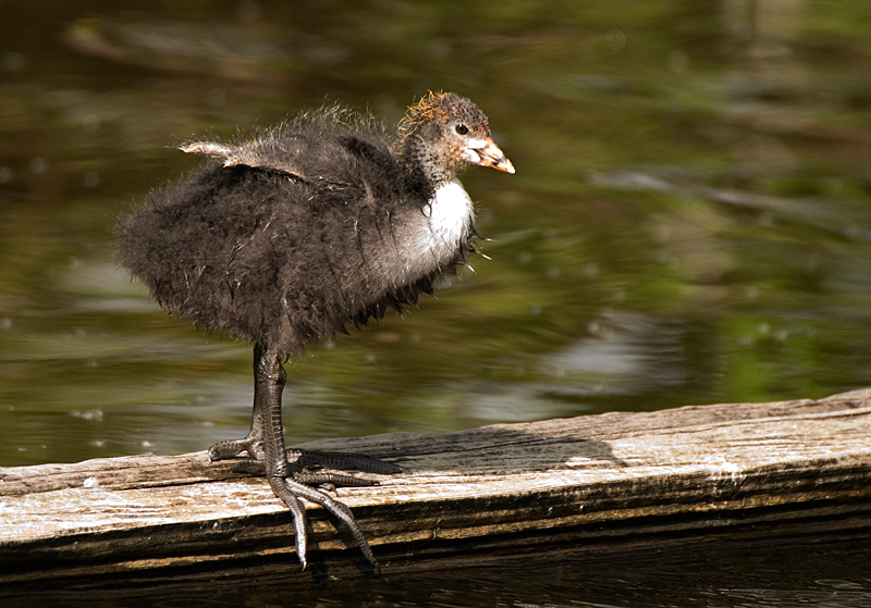 Coot - Coot