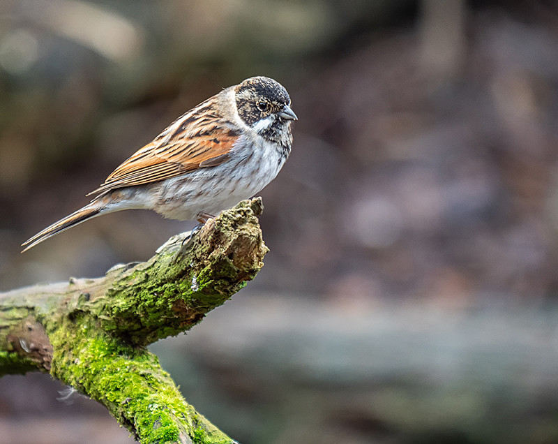 Reed Bunting - Lowland & Farmland