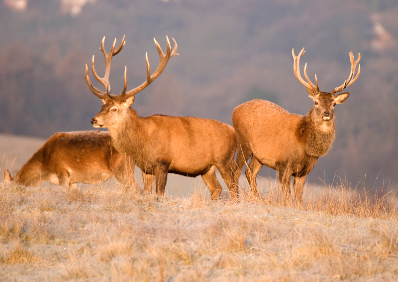 Red Deer Stags - Red Deer