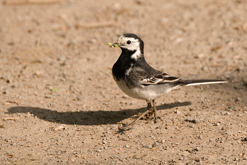 Pied Wagtail - Wagtail, Pied