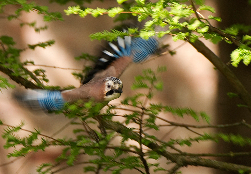 Jay - Woodland