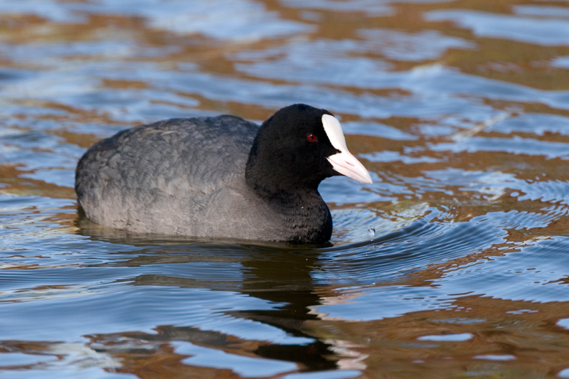 Coot - Coot